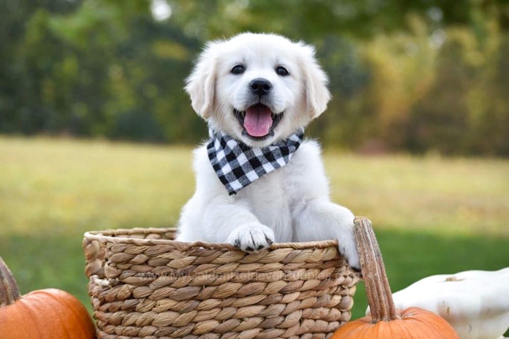 Nala Image of Nala, a Golden Retriever puppy