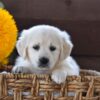 Image of Nala, a Golden Retriever puppy