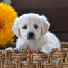 Image of Nala, a Golden Retriever puppy