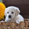 Image of Nala, a Golden Retriever puppy