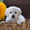 Image of Nala, a Golden Retriever puppy