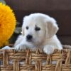 Image of Nala, a Golden Retriever puppy