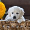 Image of Nala, a Golden Retriever puppy