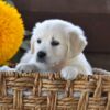 Image of Nala, a Golden Retriever puppy
