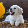Image of Nala, a Golden Retriever puppy