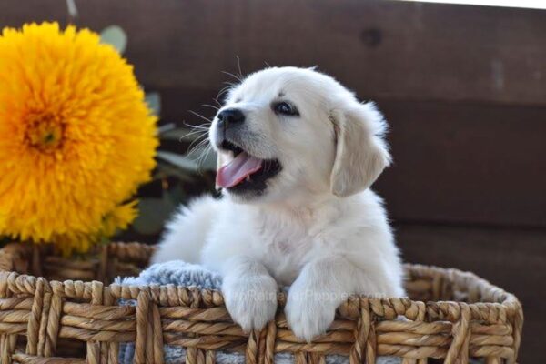 Image of Nala, a Golden Retriever puppy