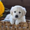 Image of Nala, a Golden Retriever puppy