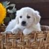 Image of Nala, a Golden Retriever puppy