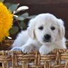 Image of Nala, a Golden Retriever puppy