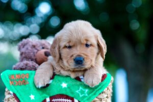 Image of Nate, a Golden Retriever puppy