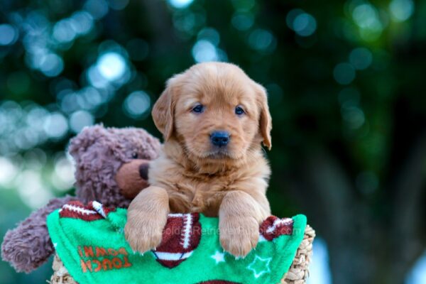 Image of Nellie, a Golden Retriever puppy