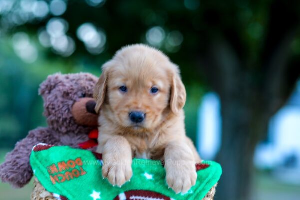 Image of Nick, a Golden Retriever puppy