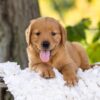 Image of Rusty, a Golden Retriever puppy