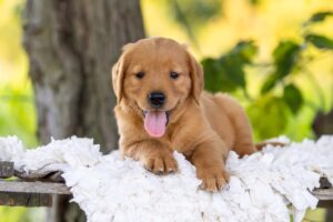 Image of Rusty, a Golden Retriever puppy