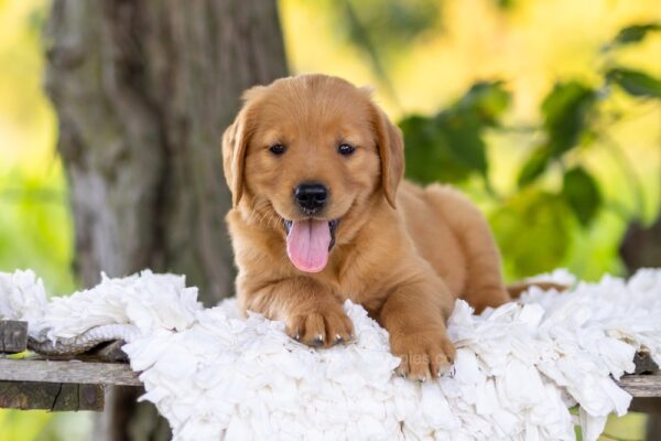 Image of Rusty, a Golden Retriever puppy