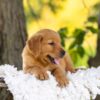 Image of Rusty, a Golden Retriever puppy