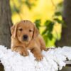 Image of Rusty, a Golden Retriever puppy