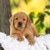 Image of Rusty, a Golden Retriever puppy