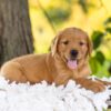 Image of Rusty, a Golden Retriever puppy