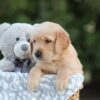 Image of Samson, a Golden Retriever puppy