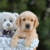 Image of Samson, a Golden Retriever puppy
