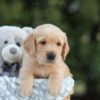 Image of Samson, a Golden Retriever puppy