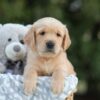 Image of Samson, a Golden Retriever puppy