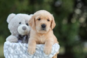 Image of Samson, a Golden Retriever puppy