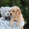 Image of Samson, a Golden Retriever puppy