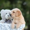 Image of Samson, a Golden Retriever puppy