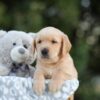 Image of Samson, a Golden Retriever puppy