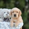 Image of Samson, a Golden Retriever puppy