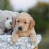 Image of Sierra, a Golden Retriever puppy