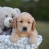 Image of Sierra, a Golden Retriever puppy
