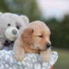 Image of Sierra, a Golden Retriever puppy