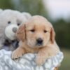 Image of Sierra, a Golden Retriever puppy