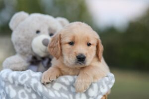 Image of Sierra, a Golden Retriever puppy