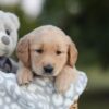 Image of Sierra, a Golden Retriever puppy