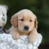 Image of Sierra, a Golden Retriever puppy