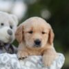 Image of Sierra, a Golden Retriever puppy