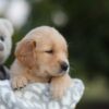 Image of Sierra, a Golden Retriever puppy