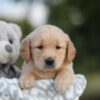 Image of Sierra, a Golden Retriever puppy