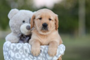 Image of Sunny, a Golden Retriever puppy