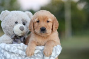 Image of Sydney, a Golden Retriever puppy