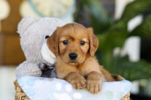 Image of Tammy, a Golden Retriever puppy