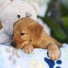 Image of Tara, a Golden Retriever puppy