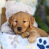 Image of Tara, a Golden Retriever puppy