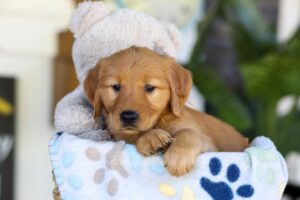 Image of Tara, a Golden Retriever puppy