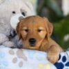 Image of Tara, a Golden Retriever puppy
