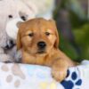 Image of Tara, a Golden Retriever puppy